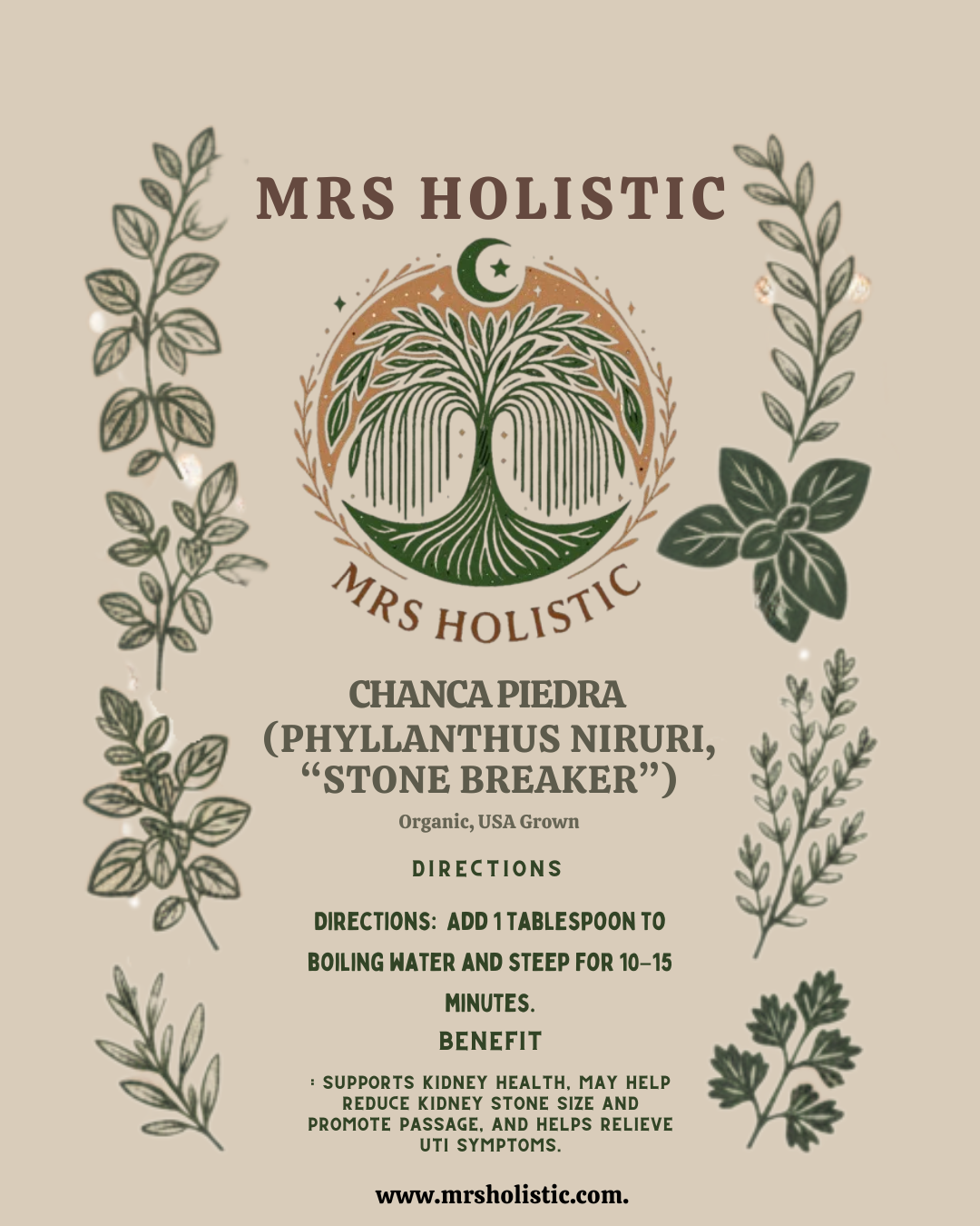 Chanca Piedra (Phyllanthus niruri) - Image 3
